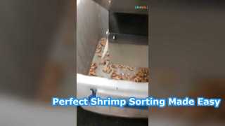 Sortasi Udang Segar
